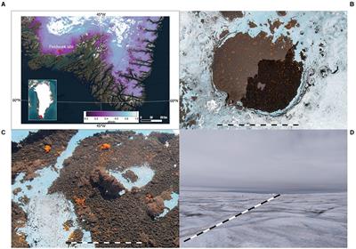 The undiscovered biosynthetic potential of the Greenland Ice Sheet microbiome